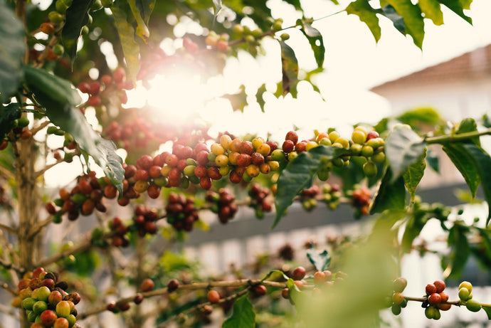 What is Specialty Coffee?