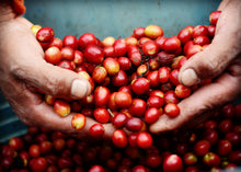 Load image into Gallery viewer, Panama Collection - Emirati Coffee Co