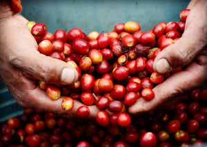 Panama Collection - Emirati Coffee Co
