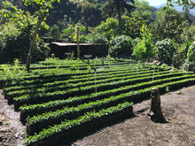 Load image into Gallery viewer, Guatemala  Huehuetenango - Emirati Coffee Co