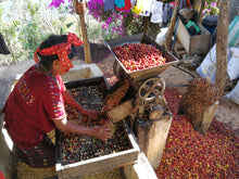 Load image into Gallery viewer, Guatemala  Huehuetenango - Emirati Coffee Co