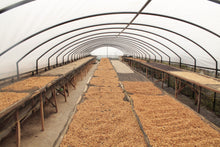 Load image into Gallery viewer, Indonesia  Mount Halu, West Java - Emirati Coffee Co