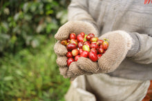Load image into Gallery viewer, Indonesia  Mount Halu, West Java - Emirati Coffee Co