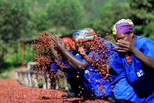 Load image into Gallery viewer, Rwanda Snowhite - Emirati Coffee Co