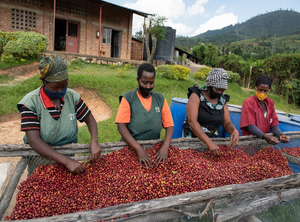 Rwanda Snowhite - Emirati Coffee Co