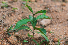Load image into Gallery viewer, Rwanda Snowhite - Emirati Coffee Co