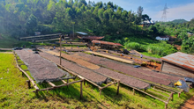 Load image into Gallery viewer, Rwanda Snowhite - Emirati Coffee Co