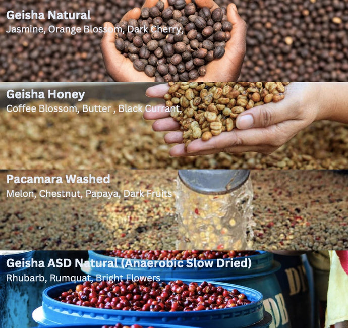Panama Collection - Emirati Coffee Co
