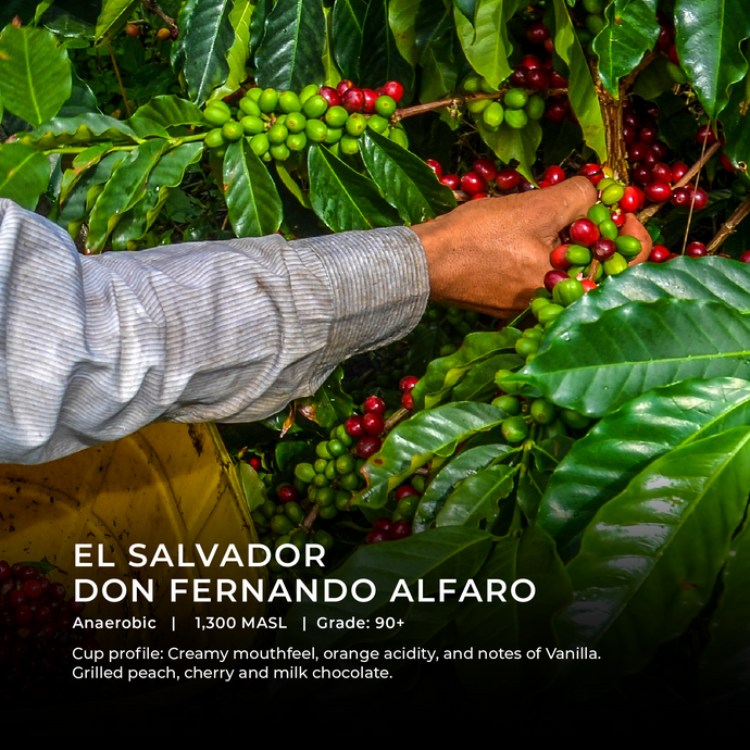 El Salvador - Don Fernando Alfaro - Emirati Coffee Co