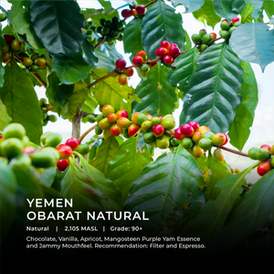 Yemen Obarat Natural - Emirati Coffee Co