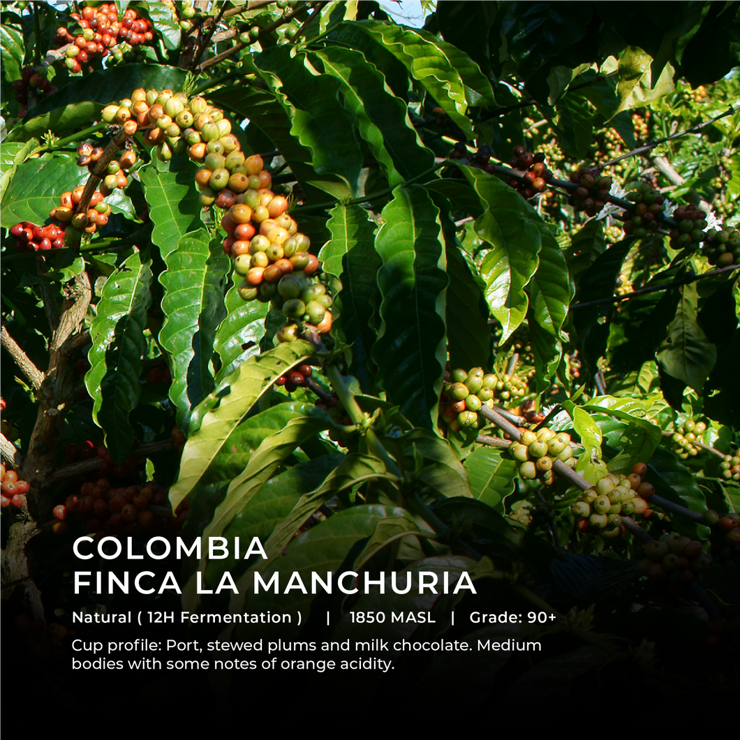 Colombia - Finca La Manchuria - Emirati Coffee Co
