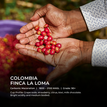 Load image into Gallery viewer, Finca La Loma - Emirati Coffee Co