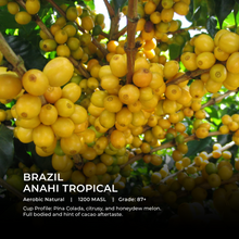 Load image into Gallery viewer, Anahi Tropical - Emirati Coffee Co