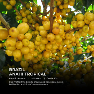 Anahi Tropical - Emirati Coffee Co