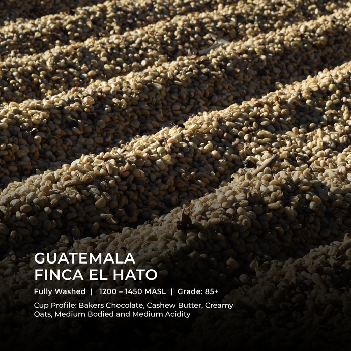 Guatemala - Finca El Hato - Emirati Coffee Co